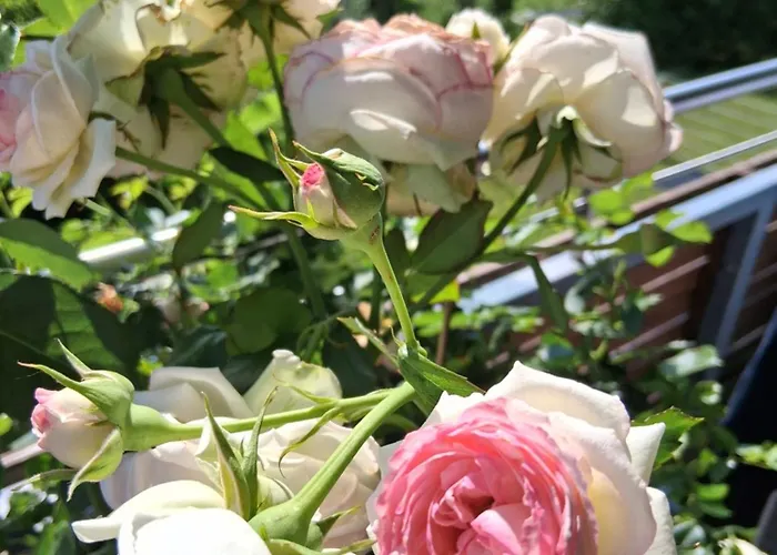 Haus Isabella شقة هيتيساو